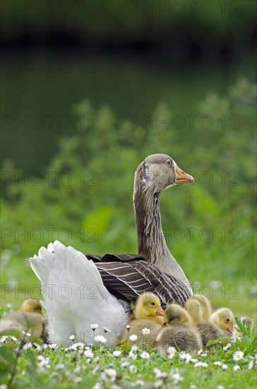 Domestic goose