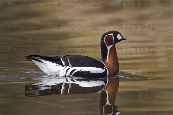 Red-breasted goose