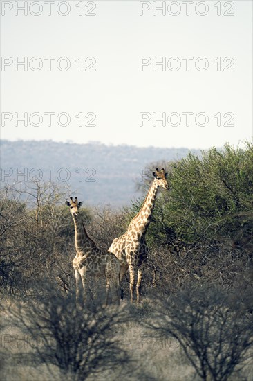 Giraffe with young animal