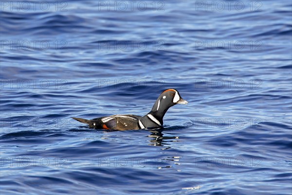 Harlequin duck