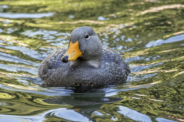 Swimming Fuegian steamer duck