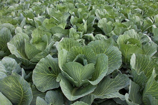 White cabbage