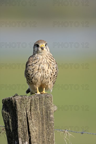 Common kestrel