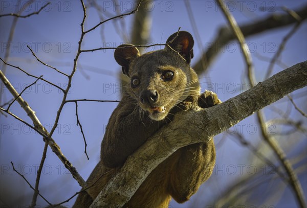 Fossa creeping cat