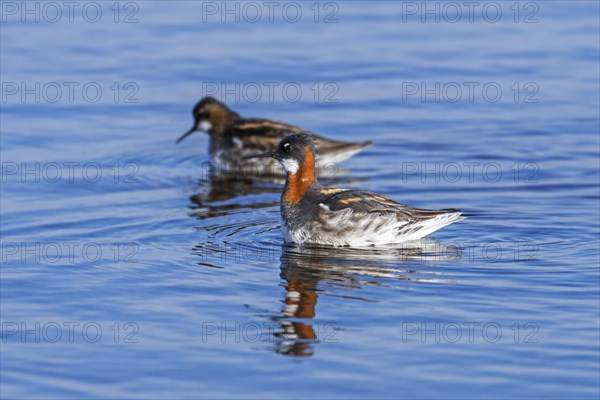 Red-necked phalarope