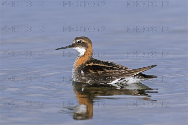 Red-necked phalarope