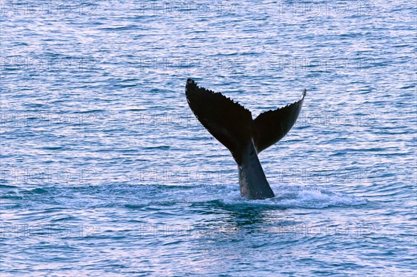 Humpback whale