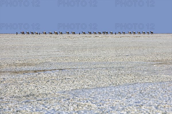 Afar cameleers