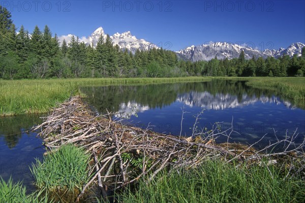 North American beaver