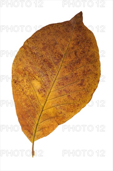 Magnolia leaf in autumn colours