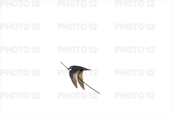 Whiskered tern