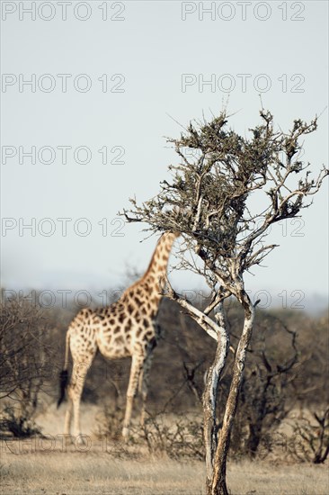 Giraffe