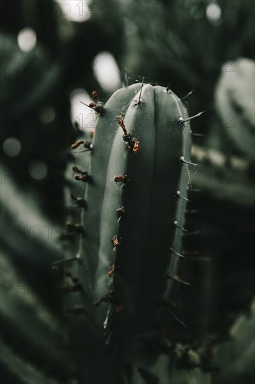 Spider web cactus plant