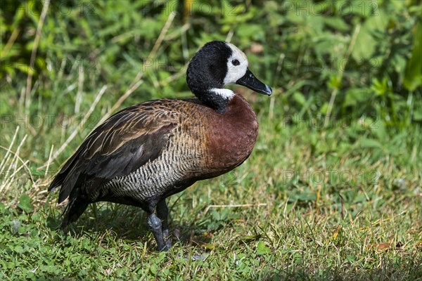 White-faced whistling duck