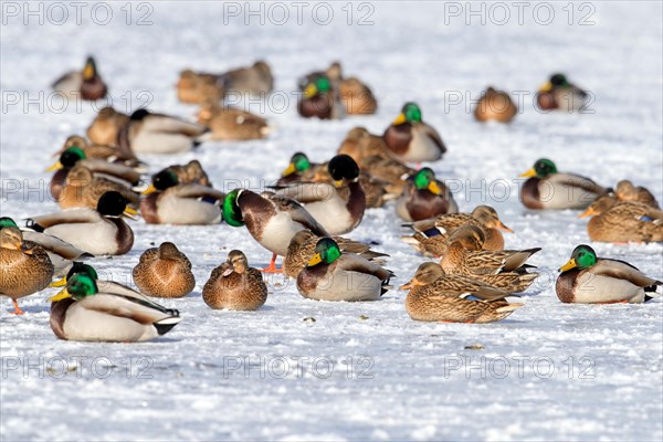 Flock of mallards