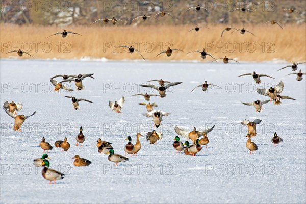 Flock of mallards