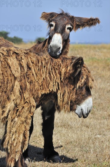 Poitou donkey