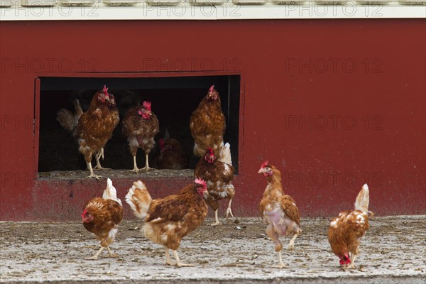 Domestic chickens