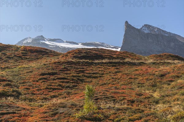 Autumnal red-coloured alpine bearberry