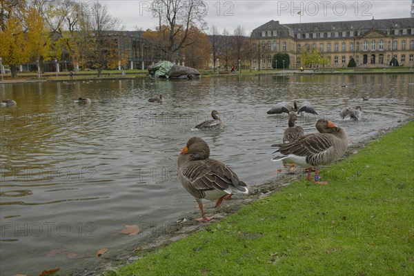 Waterfowl at the castle pond