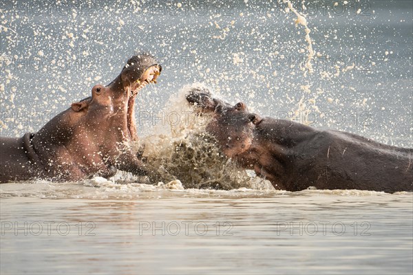 Hippos