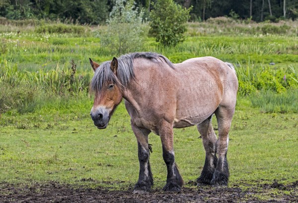 Belgian Draught horse