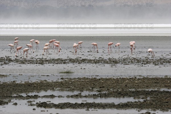 Lesser flamingos