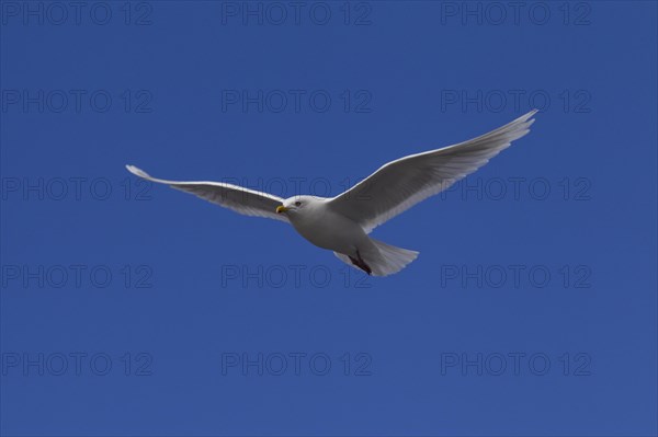 Glaucous gull