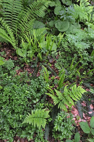 Undergrowth vegetation in forest showing ferns and bramble in spring