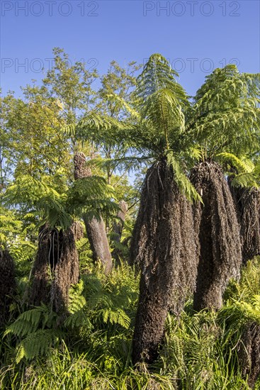 Soft tree ferns