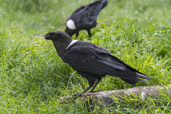 Thick-billed raven