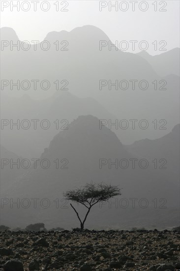 Lonely acacia tree in the Air Mountains