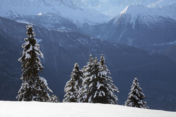 Mountains seen from Riederalp and snow covered spruce trees in winter in the Swiss Alps