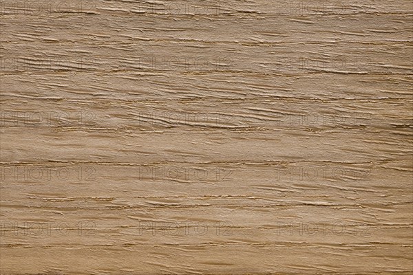 Wood grain of American White oak