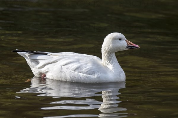 Snow goose