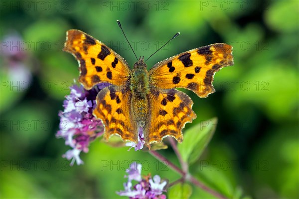 Comma