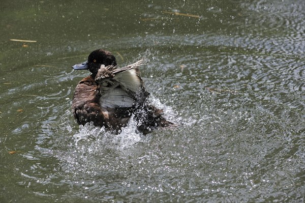 Female tufted duck