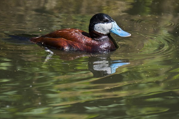 Ruddy duck