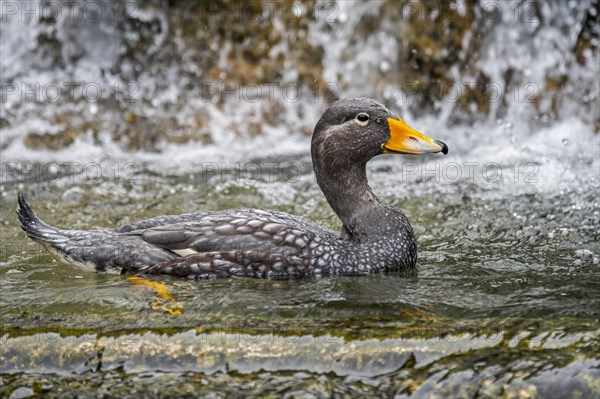 Fuegian steamer duck
