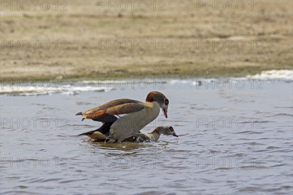 Egyptian goose