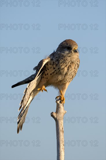 Common kestrel