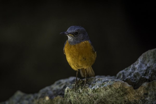 Madagascar Rock Thrush