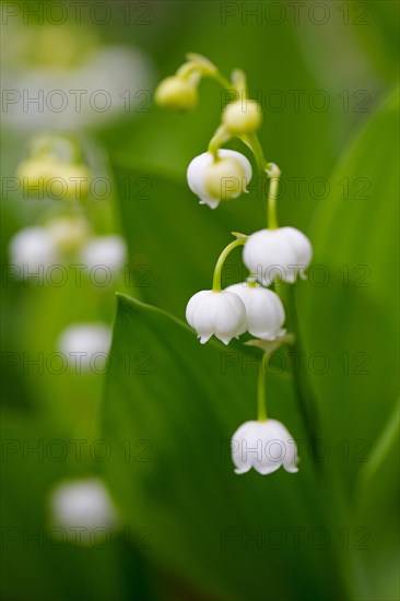 Lily of the valley