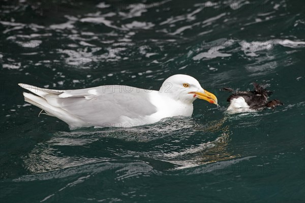 Glaucous gull