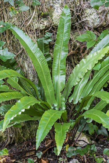 Hart's-tongue fern