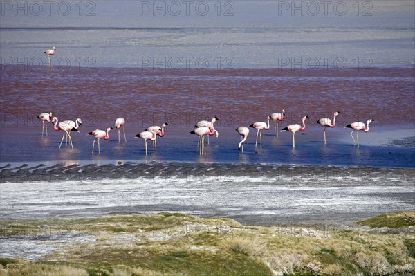 Andean flamingos