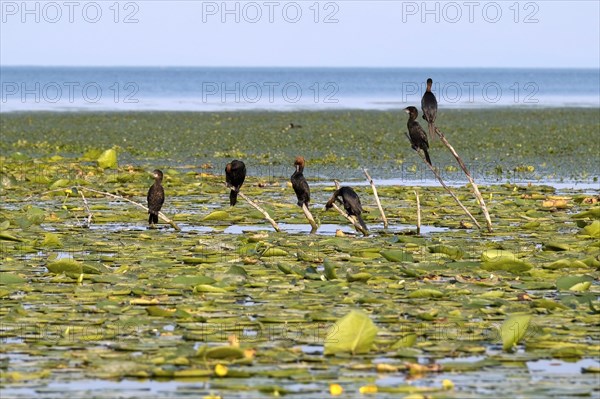 Pygmy cormorants