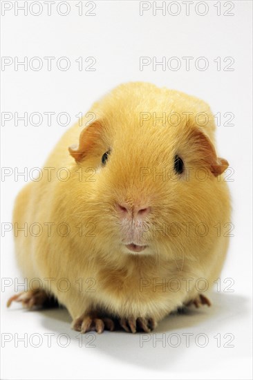 Cute golden cavy