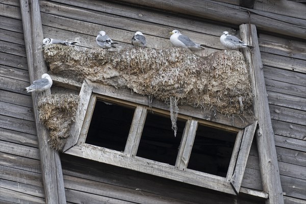 Black-legged kittiwakes