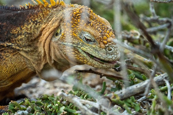 Lizard Galapagos